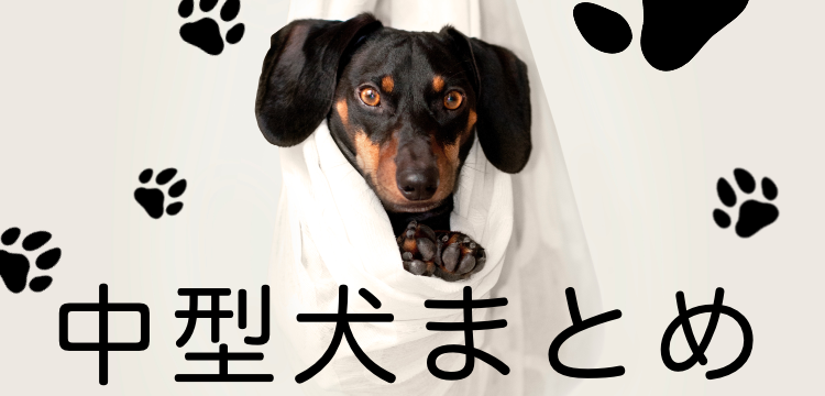 中型犬にメロメロ